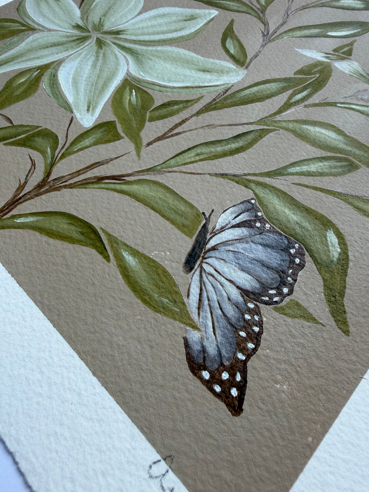 papillon taupe violacé