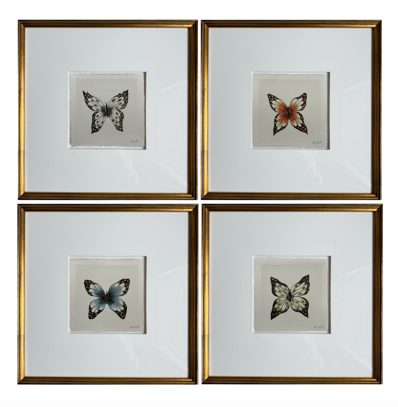 papillon blanc iii