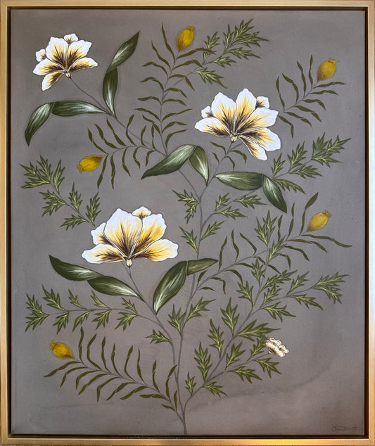 umber botanical
