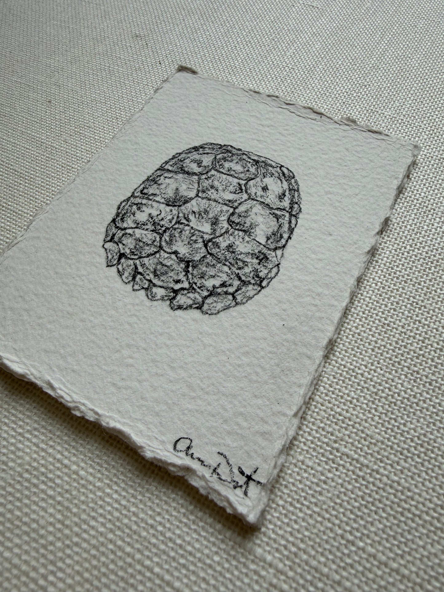 tortue i