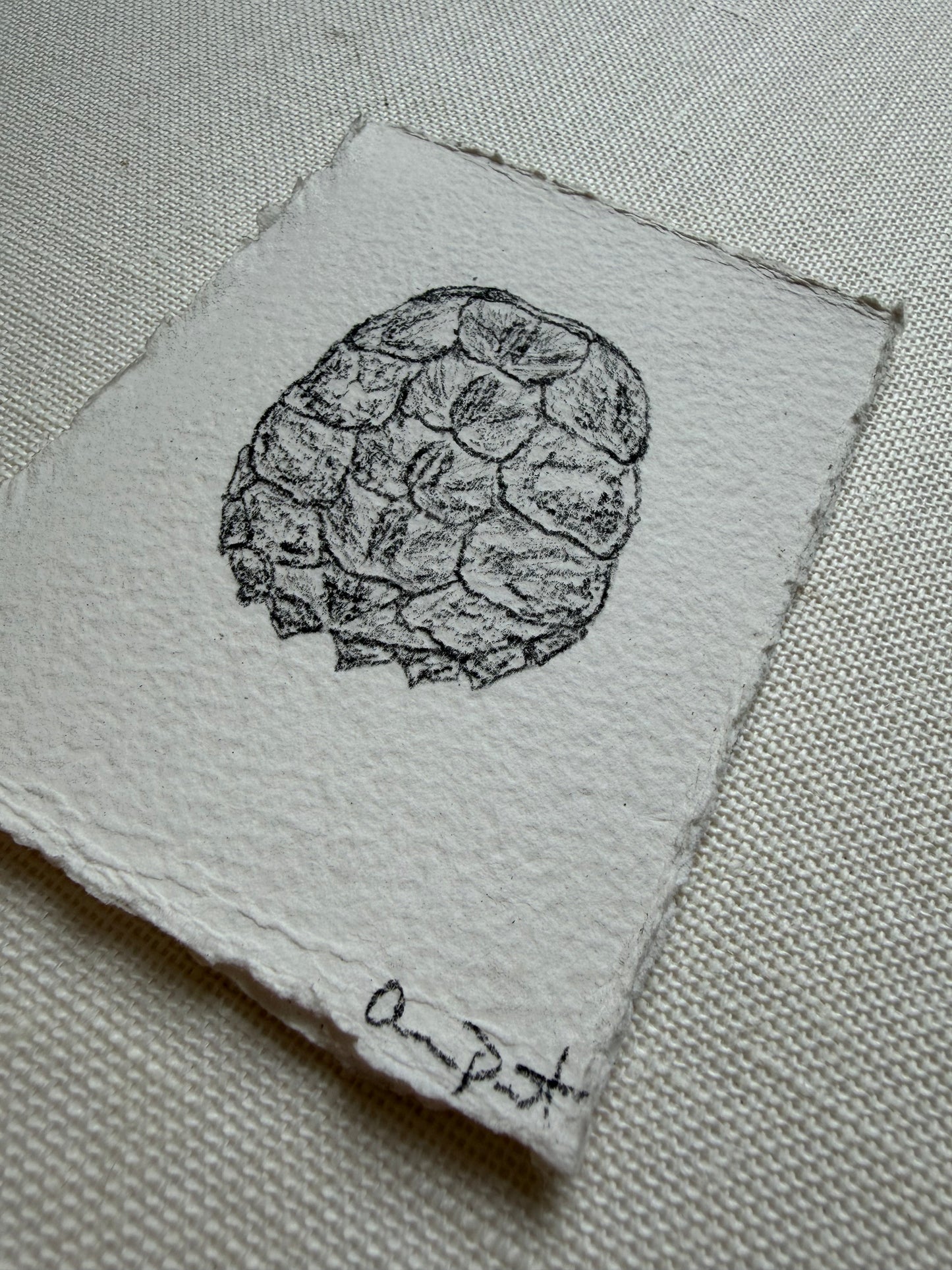 tortue iii