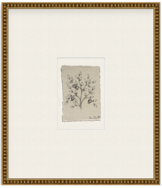 petit pom vii