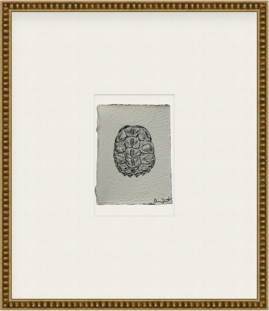 tortue iii