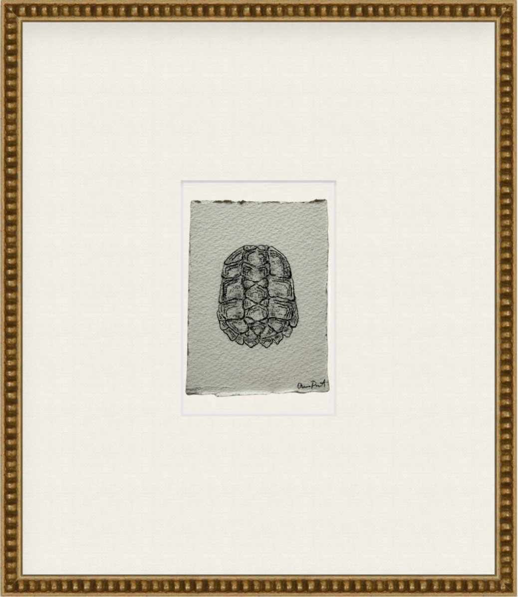 tortue ii