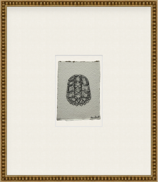 tortue ii