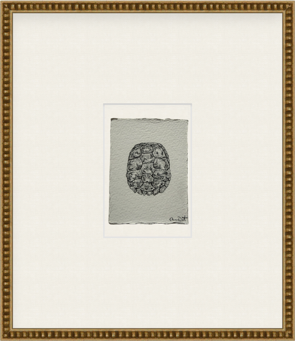 tortue i