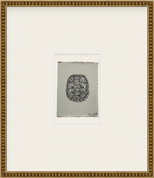 tortue i